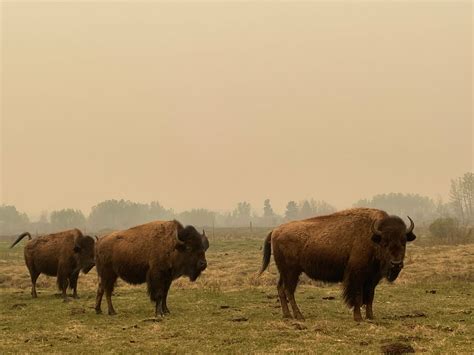 American Bison Herd