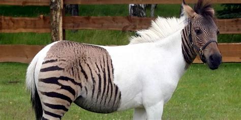 Zebra Horse Breed Info & Facts