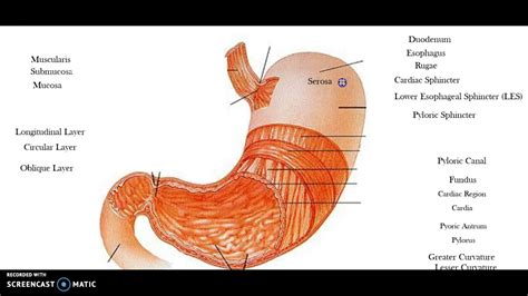 Esophagus and Stomach Anatomy - YouTube