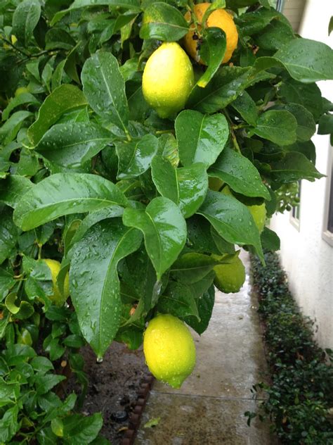 Fruit Tree Pruning at Its Best: What is the Drip Line of a Tree?