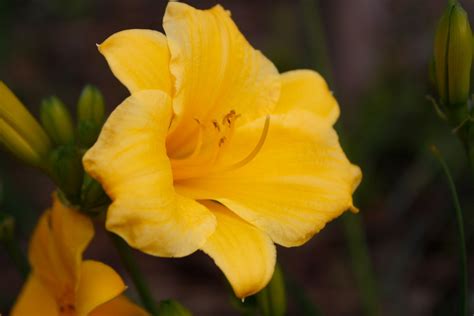 From British Columbia Canada.....: JUNE FLOWERS