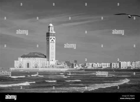 View of the beautiful mosque Hassan 2, and a seagull flying in ...