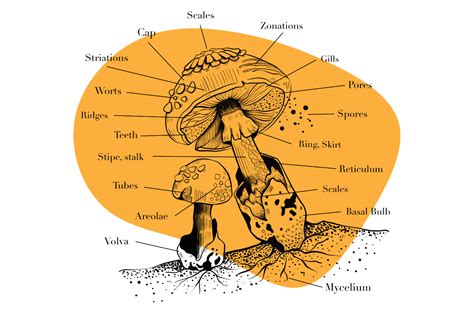 Fungi Diagram