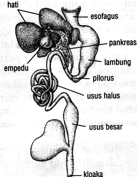 SISTEM PENCERNAAN PADA HEWAN - Biologi Buanget