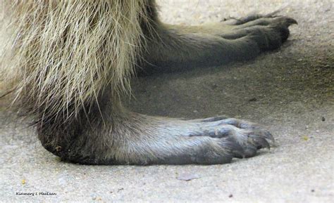 Raccoon Feet Photograph by Kimmary I MacLean - Fine Art America