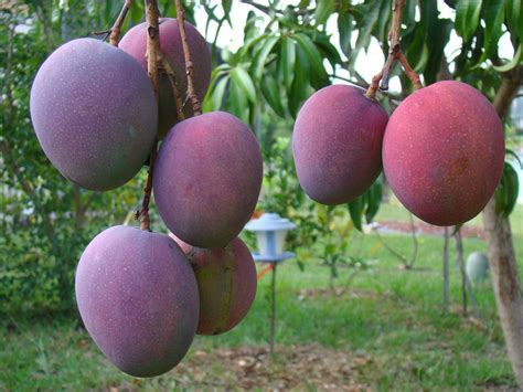 Mango Tree - Tommy Atkins 7 gal.