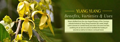 Ylang Ylang Oil - Benefits & Uses In Perfumery and Skin & Hair Care