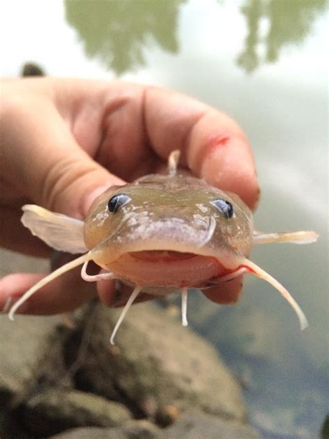 Caught an adorable little catfish this evening. : r/Fishing