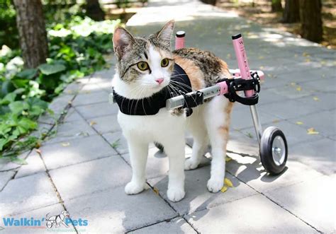 wheels for cats hind legs online