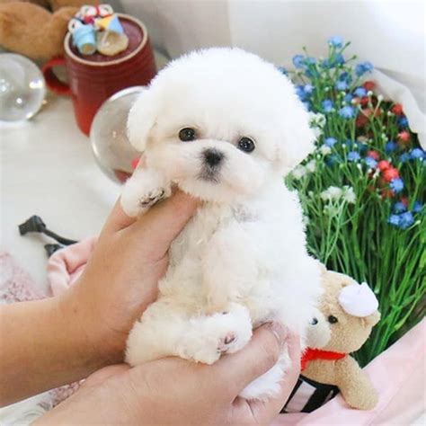 Teacup Bichon Frise | 13 Things You Should Know