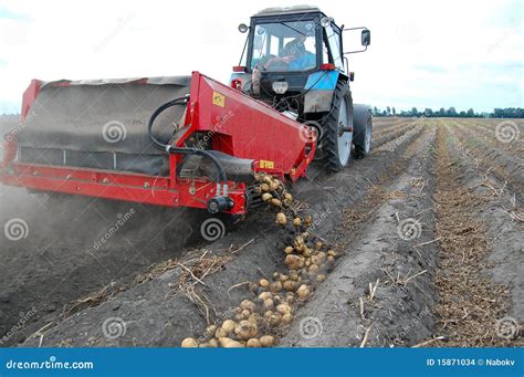 Harvesting potato stock photo. Image of power, harvest - 15871034