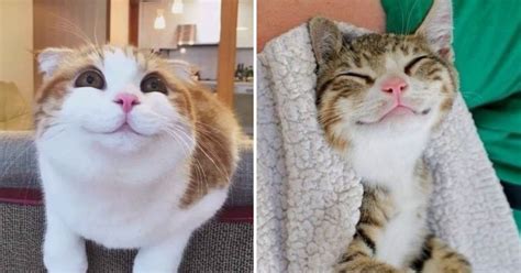 9 Adorable Smiling Cats Pictures That Will Make You Want To Pet One