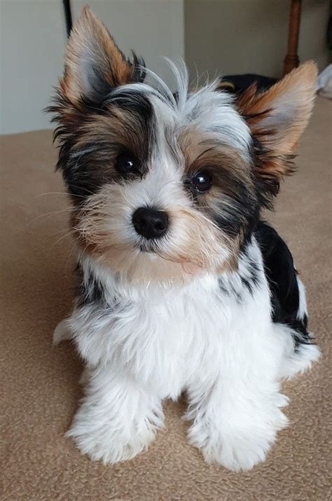 Pin by Eden & Isabel Prds on Pets/Wild Life | Cute animals puppies, Cute dogs, Biewer yorkie