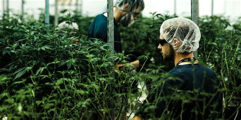 Best Licensed Cannabis Producers In Canada: The Ultimate Guide