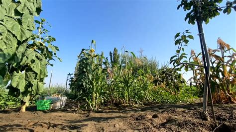 Tending Sweet Corn - Tassels - time lapse - YouTube