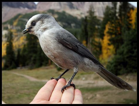 Camp Robber! | A precocious gray jay perches on my hand for … | Flickr