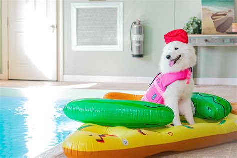 Dog Pool Party Themed Photo shoot | Orlando Pet Photographer | Pet photographer, Dog pool, Pet event