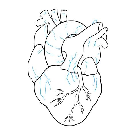 How to Draw a Human Heart #human #heart #stencil Learn to draw a human heart. This step-by-step ...