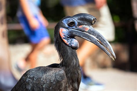 Featured Animals - Ground Hornbill - CMZoo