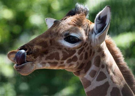 9 Giraffe Tongue Facts: Color, Length, 4 Features | Storyteller Travel