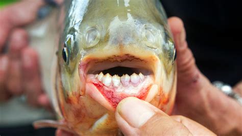 Meet the pacu fish dubbed as the 'ball-cutter' fish