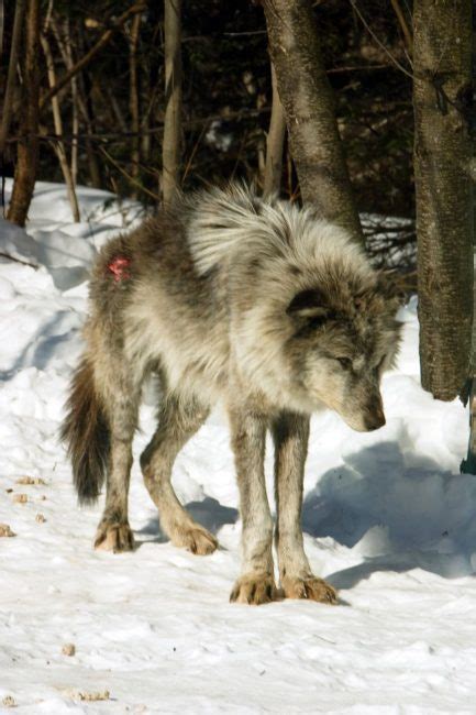 The Grey Wolf Sanctuary of Haliburton Forest | Adventure Travel Blog