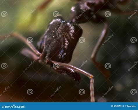 Trap Jaw Ant with Wide Open Appendages Stock Image - Image of fauna ...