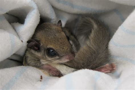 Flying Squirrel Poaching Ring Broken up by Florida Wildlife Investigators - Stormfront