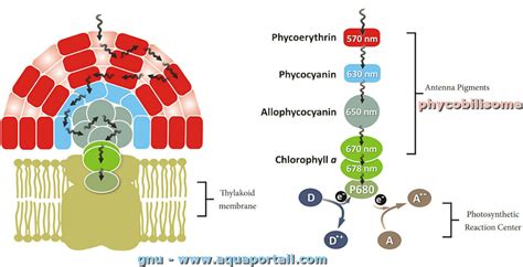 Phycobilisome : définition et explications