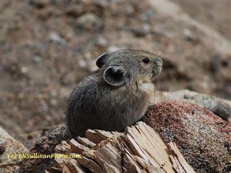 American Pika (Ochotona princeps) - photographed in Colorado by B N ...