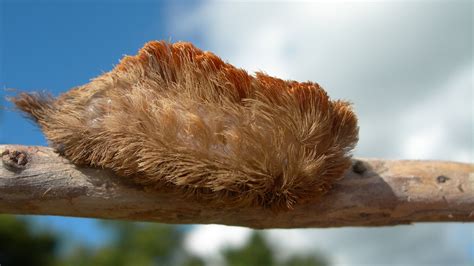 Puss caterpillar looks innocent, but its venomous barbs have brutal sting : NPR