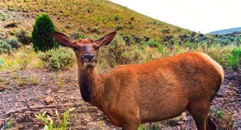 Experiencing the Best Wildlife Viewing in Yellowstone National Park