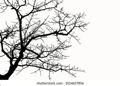 Silhouette Dry Tree On White Background Stock Photo 1014657856 ...