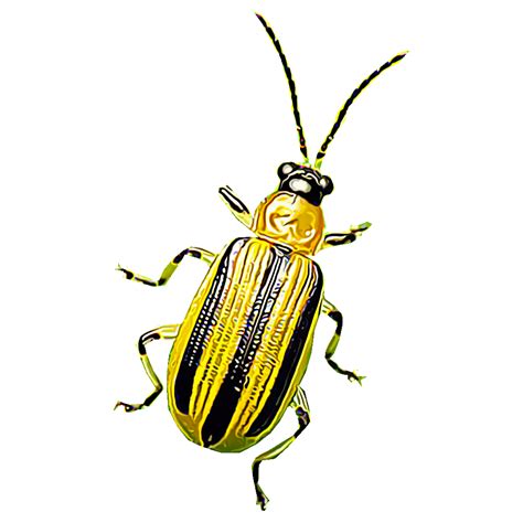 Striped Cucumber Beetle