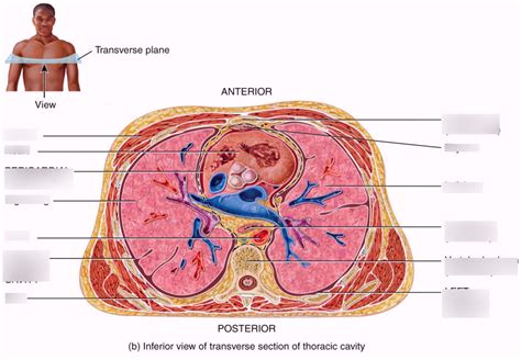 45 label thoracic cavity