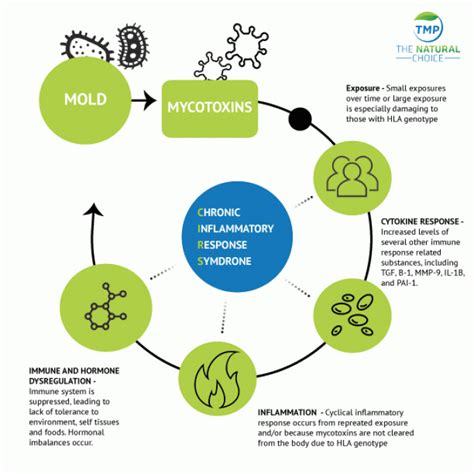 TMP Blog: Mold & Mycotoxins: What Are The Symptoms?