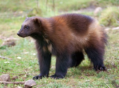 Wolverine (Gulo gulo) | Called "skunk bear" by the Blackfeet Indians, it is the largest ...