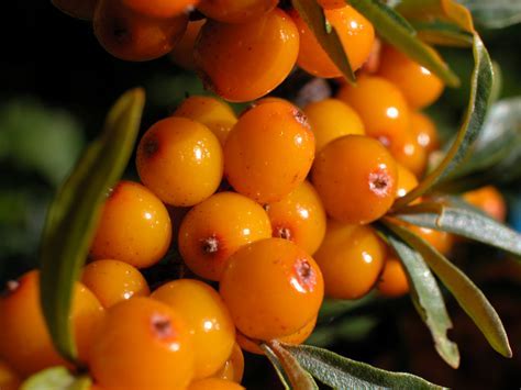 Sea buckthorn berries - 2 kg