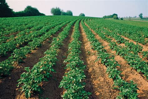 Canadian Potato Crop Report - Spud Smart