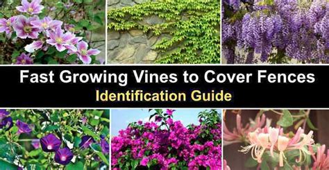 Fast Growing Vines to Cover Fences and For Privacy (with Pictures ...