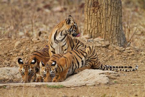 Royal Bengal Tiger Cubs Photograph by Jagdeep Rajput