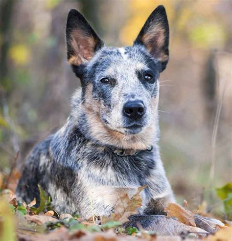 Pictures of Blue Heelers - Beautiful Images of Australian Cattle Dogs