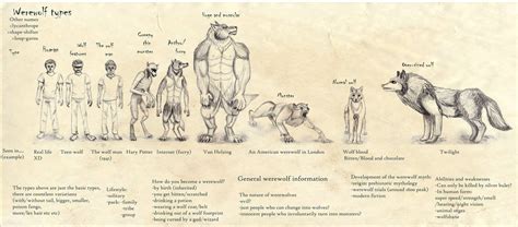 Werewolf types reference by Runneraurora on DeviantArt