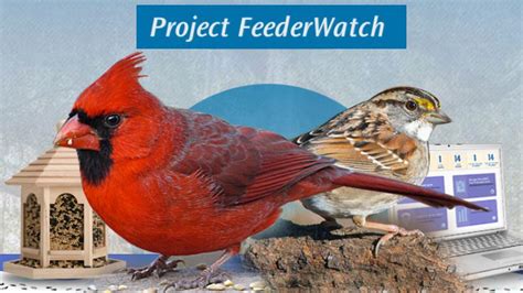 Watch: Winter Bird Feeding Q&A With Project FeederWatch | Cornell Lab Bird Cams Cornell Lab Bird ...