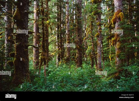 SITKA SPRUCE FOREST - GLACIER BAY NATIONAL PARK, ALASKA Stock Photo - Alamy