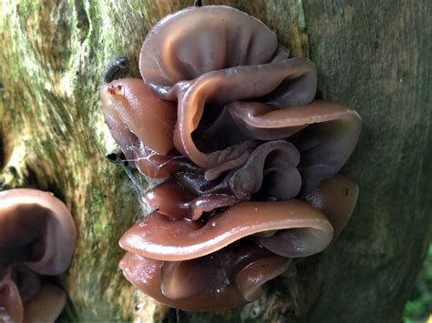 Wood Ears