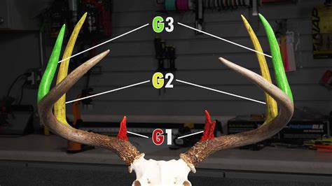 How To Score A Deer - YouTube