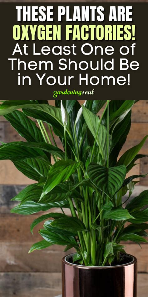 These Plants Are Oxygen Factories! At Least One of Them Should Be in Your Home! in 2021 | Plants ...