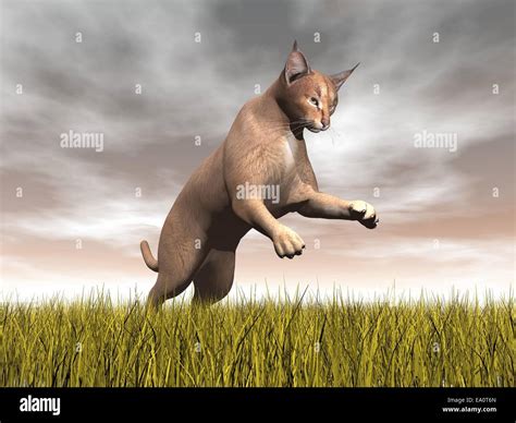 Caracal caracal hunting hi-res stock photography and images - Alamy