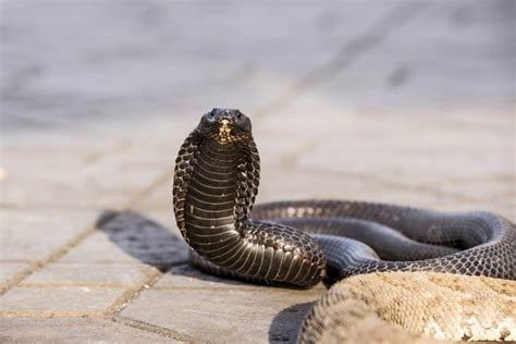 Snake Profile: Egyptian Cobra, Asp Snake (photos)